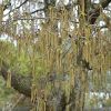 American Hophornbeam Ostrya virginiana #15 - Image 3